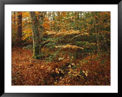 Holly And Beech Trees Along A Woodland Trail by Raymond Gehman Pricing Limited Edition Print image