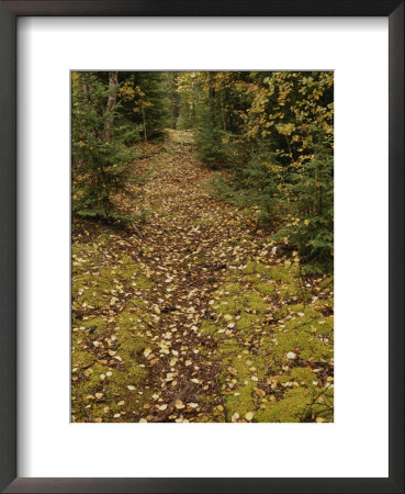 A Moss-Covered Path In A Pine Forest In Grass River Provincial Park by Raymond Gehman Pricing Limited Edition Print image