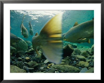 Atlantic Salmon Swimming Upriver To Spawn by Paul Nicklen Pricing Limited Edition Print image