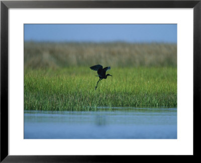 Heron In Flight by Stephen Alvarez Pricing Limited Edition Print image