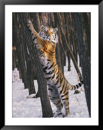 A Captive Siberian Tiger Pauses To Stare At The Photographer by Dr. Maurice G. Hornocker Pricing Limited Edition Print image