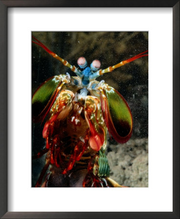 A Mantis Shrimp by George Grall Pricing Limited Edition Print image