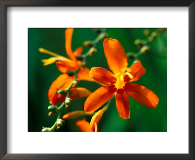 Crocosmia Jupiter, Close-Up Of Orange Flower Head by Lynn Keddie Pricing Limited Edition Print image