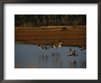 Canada Geese Take Flight Over A Marsh by Raymond Gehman Pricing Limited Edition Print image