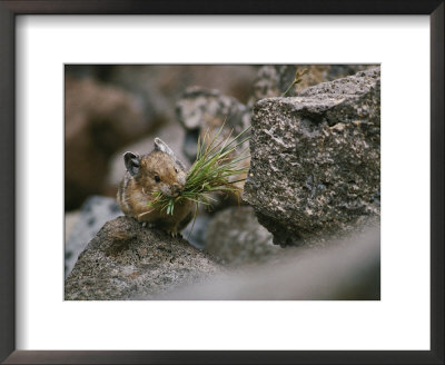 Carrying A Mouthful Of Grass, A Pika Balances On A Rock by Michael S. Quinton Pricing Limited Edition Print image