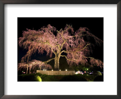 Famous Giant Weeping Cherry Tree In Blossom And Illuminated At Night, Maruyama Park, Kyoto, Honshu by Gavin Hellier Pricing Limited Edition Print image