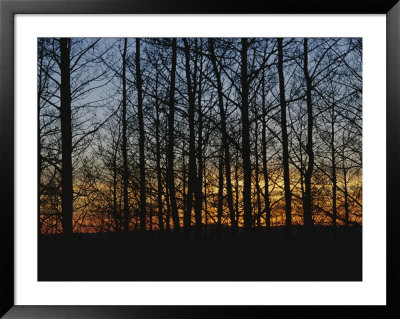Sunset Blazes Behind Silhouetted Denuded Trees by Raul Touzon Pricing Limited Edition Print image