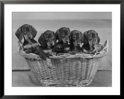Basket Of Puppies by Thomas Fall Pricing Limited Edition Print image