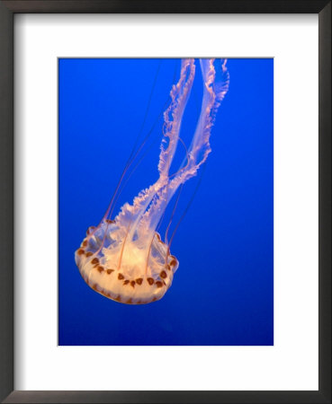 Jellyfish Display At The Monterey Bay Aquarium, Monterey, California, Usa by David R. Frazier Pricing Limited Edition Print image