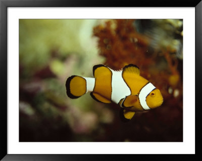 Clown Fish, Great Barrier Reef, Australia by Ernest Manewal Pricing Limited Edition Print image