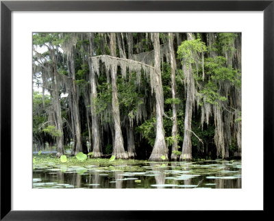 Moss Covered Bald Cypress Trees, Caddo Lake, Tx by Ray Hendley Pricing Limited Edition Print image