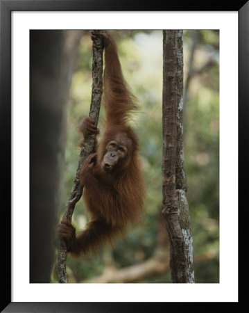 A Young Orangutan Climbs A Tree At An Orangutan Rehabilitation Center by Michael Nichols Pricing Limited Edition Print image