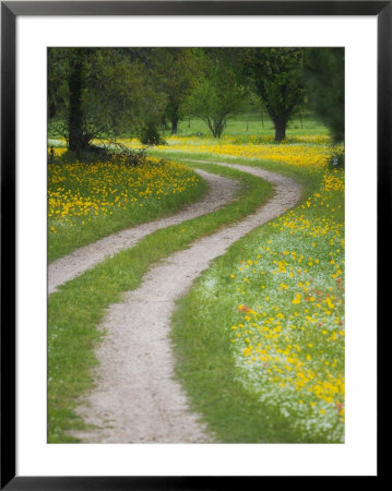 Tracks In Field Of Coreopsis Wildflowers Near Brenham, Texas, Usa by Darrell Gulin Pricing Limited Edition Print image