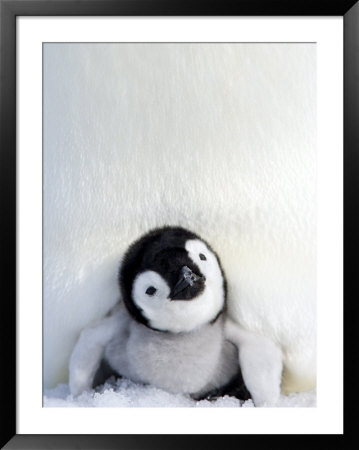 Emperor Penguin (Aptenodytes Forsteri), Chick, Snow Hill Island, Weddell Sea, Antarctica by Thorsten Milse Pricing Limited Edition Print image