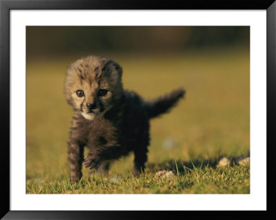 View Of A Rare King Cheetah by Chris Johns Pricing Limited Edition Print image
