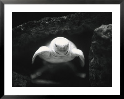 Turtle Without Shell by Henry Horenstein Pricing Limited Edition Print image