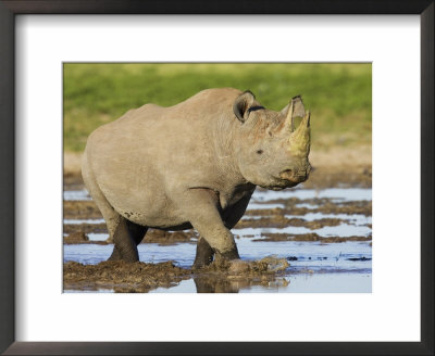 Black Rhinoceros, Walking In Water, Etosha National Park, Namibia by Tony Heald Pricing Limited Edition Print image