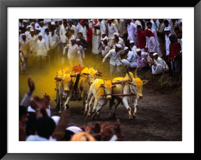 Bullock Cart Races At Pune Festival Pune, Maharashtra, India by John Borthwick Pricing Limited Edition Print image