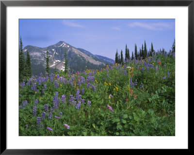 Flower Meadow, Mount Revelstoke National Park, Rocky Mountains, British Columbia (B.C.), Canada by Geoff Renner Pricing Limited Edition Print image