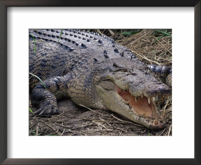 Saltwater Crocodile (Crocodylus Porosus), Airlie Beach, Queensland, Australia, Pacific by James Hager Pricing Limited Edition Print image