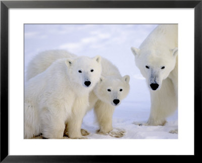 Polar Bears, Mother And Young, Manitoba, Canada by Daniel Cox Pricing Limited Edition Print image