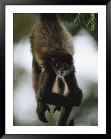 A Spider Monkey Hangs From A Tree Branch by Roy Toft Pricing Limited Edition Print image