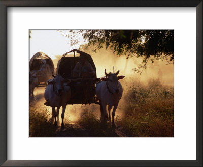 Ox-Carts Stirring Up The Dust At Sunrise, Bagan,Mandalay, Myanmar (Burma) by Anders Blomqvist Pricing Limited Edition Print image