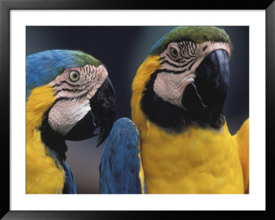 Parrots Talking To Each Other by Fogstock Llc Pricing Limited Edition Print image