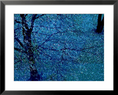 Autumn Tree In Blue, Green, And Purple by Robert Cattan Pricing Limited Edition Print image