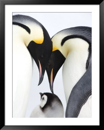 Emperor Penguin (Aptenodytes Forsteri), Chick And Adults, Snow Hill Island, Weddell Sea, Antarctica by Thorsten Milse Pricing Limited Edition Print image
