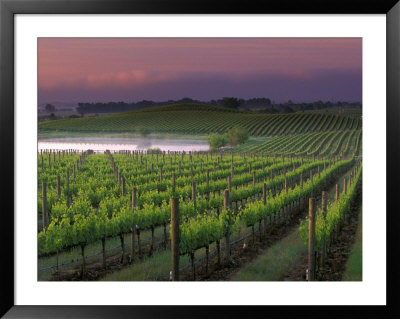 Sunrise On The Fog Behind Vineyard In Napa Valley, California, Usa by Janis Miglavs Pricing Limited Edition Print image
