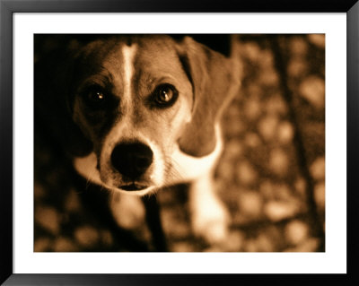 Close-Up Of Beagle Puppy by Lonnie Duka Pricing Limited Edition Print image