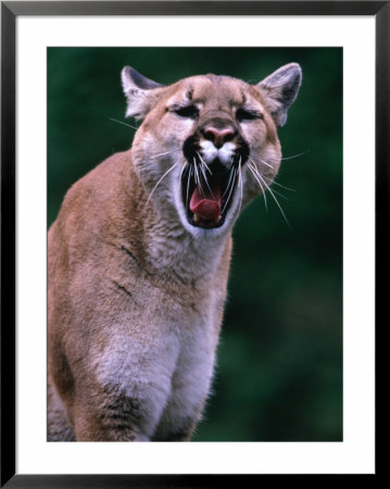 Cougar (Felis Concolor), Usa by Mark Newman Pricing Limited Edition Print image