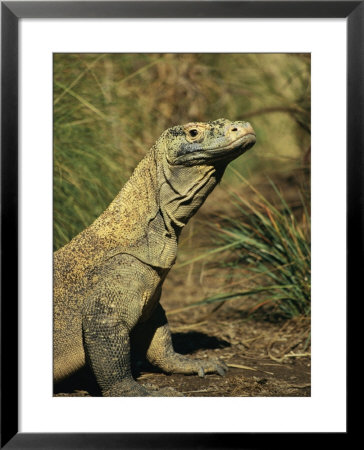 A Side-View Portrait Of A Captive Komodo Dragon by Roy Toft Pricing Limited Edition Print image
