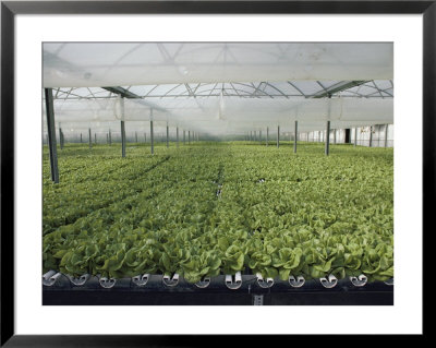 Hydroponic Lettuce Is Grown In An Acre Of Greenhouse Troughs by Joseph H. Bailey Pricing Limited Edition Print image