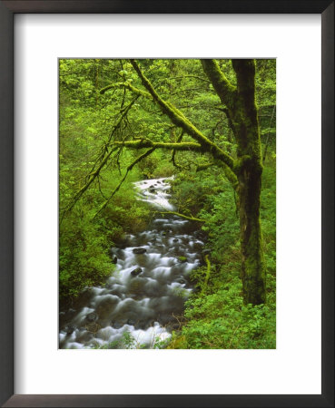 Bridal Veil Creek Flowing Through Forest In Springtime, Mt. Hood National Forest by Steve Terrill Pricing Limited Edition Print image