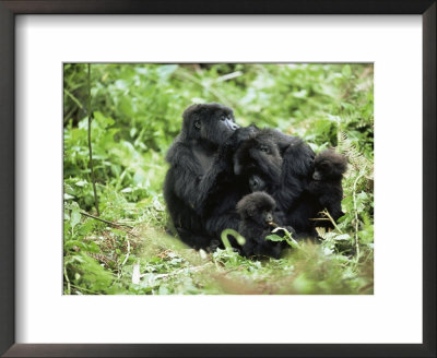 Mountain Gorilla, Family Group Grooming, Parc Du Volcans National Park, Rwanda by Anup Shah Pricing Limited Edition Print image
