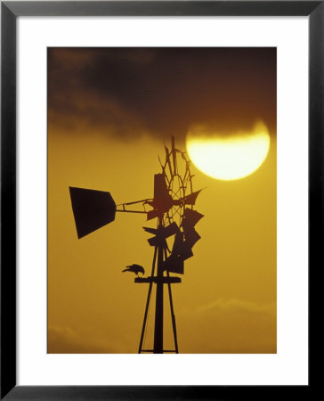 Harris Hawk Eating Prey On Windmill At Sunset, Brooks County, Texas, Usa by Maresa Pryor Pricing Limited Edition Print image