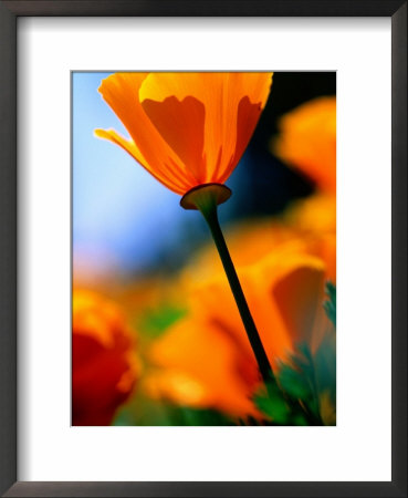 Californian Golden Poppy, Napa Valley, United States Of America by Jerry Alexander Pricing Limited Edition Print image