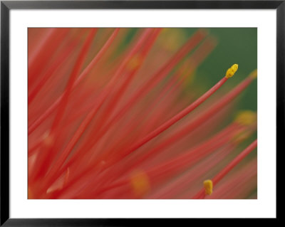 A Close View Of A Fireball Lily Flower by Chris Johns Pricing Limited Edition Print image