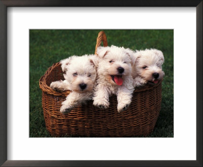 Three West Highland Terrier / Westie Puppies In A Basket by Adriano Bacchella Pricing Limited Edition Print image