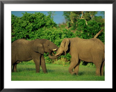 Two African Elephants With Their Damp Trunks In Each Others Mouths by Beverly Joubert Pricing Limited Edition Print image