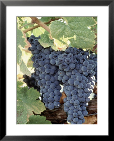 Wine Grapes by Mark Gibson Pricing Limited Edition Print image