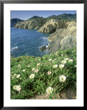 Pigface Plant, Flowering, La Corse, France by Olaf Broders Pricing Limited Edition Print image