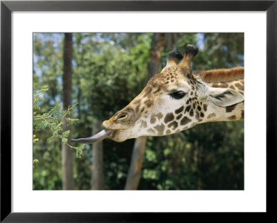 A Captive Masai Giraffe Uses Its Long Tongue To Reach A Tree Leaf by Roy Toft Pricing Limited Edition Print image