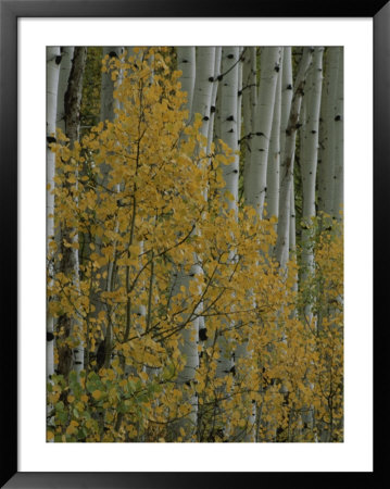 A Close View Of Quaking Aspen Trees Growing Along The Kebler Pass In Colorados Elk Mountains by Marc Moritsch Pricing Limited Edition Print image