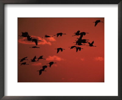 Common Crane, Flock Flying, Silhouettes At Sunset, Pusztaszer, Hungary by Bence Mate Pricing Limited Edition Print image