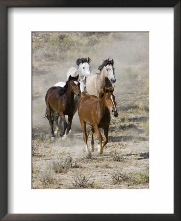 Group Of Wild Horses, Cantering Across Sagebrush-Steppe, Adobe Town, Wyoming, Usa by Carol Walker Pricing Limited Edition Print image