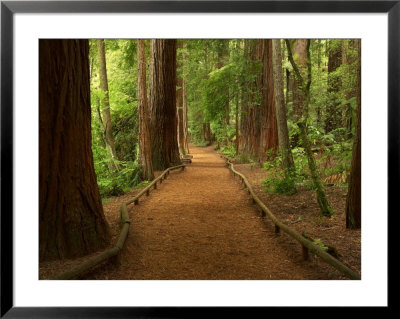Redwood Forest, Rotorua, New Zealand by David Wall Pricing Limited Edition Print image