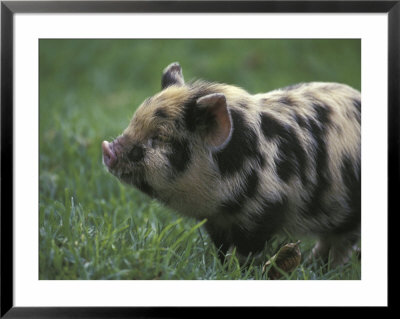 Domestic Farmyard Piglet, South Africa by Stuart Westmoreland Pricing Limited Edition Print image